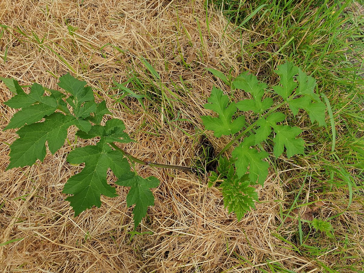 Heracleum sphondylium subsp. sphondylium (door Hanneke Waller)