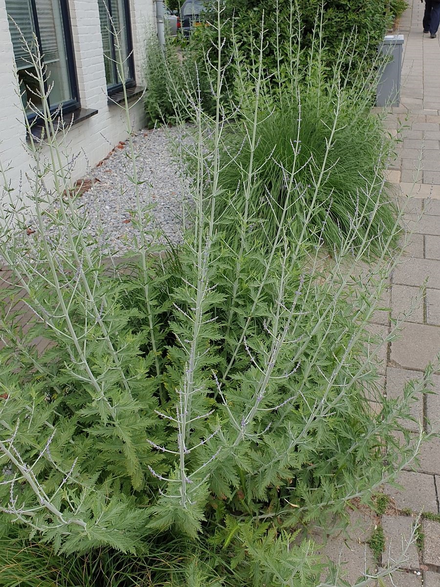 Perovskia abrotanoides x perovskia atriplicifolia (door Hanneke Waller)