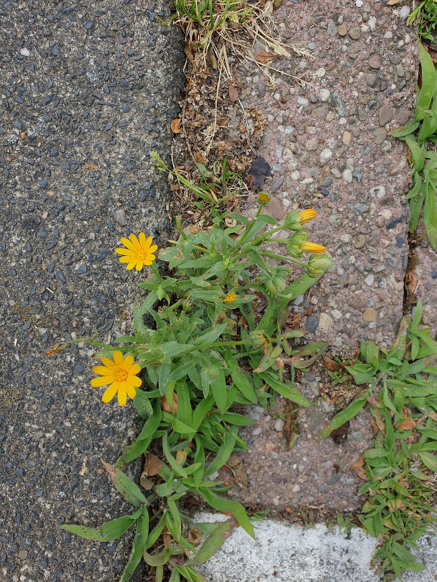 Calendula arvensis (door Hanneke Waller)