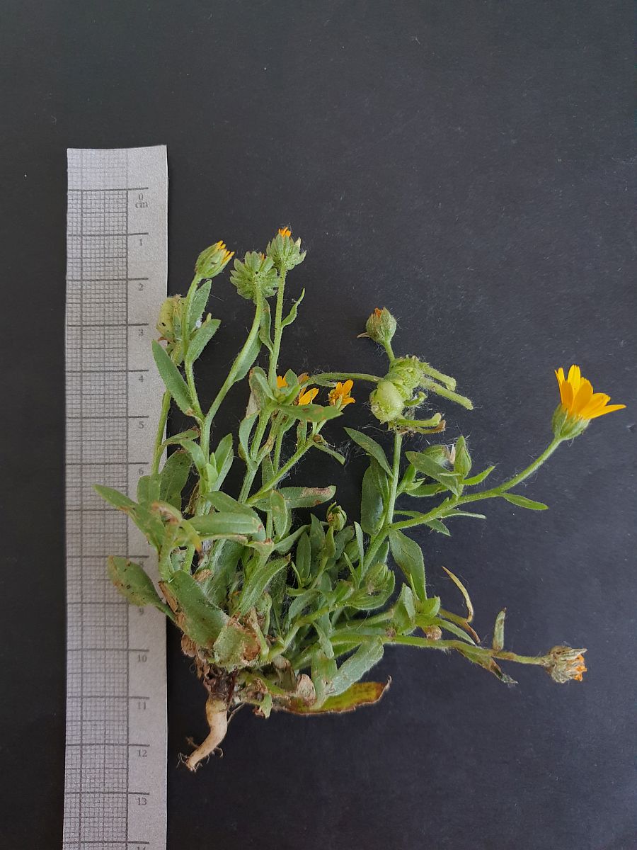 Calendula arvensis (door Hanneke Waller)