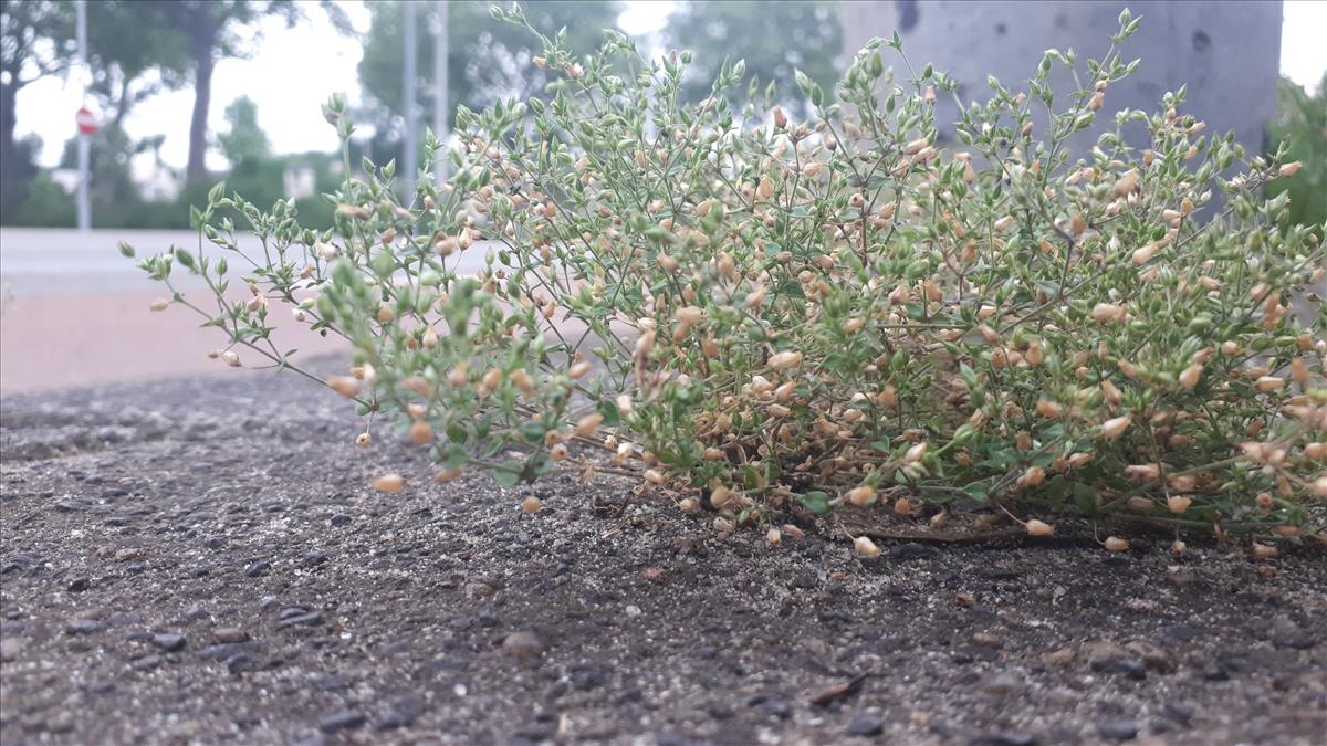 Arenaria leptoclados (door Willemien Troelstra)