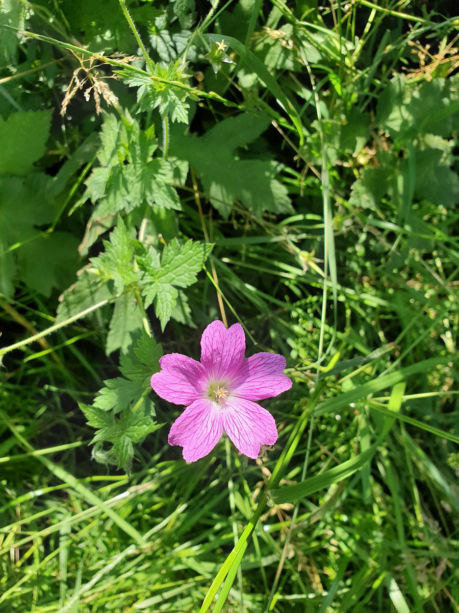 Geranium x oxonianum (door Hanneke Waller)