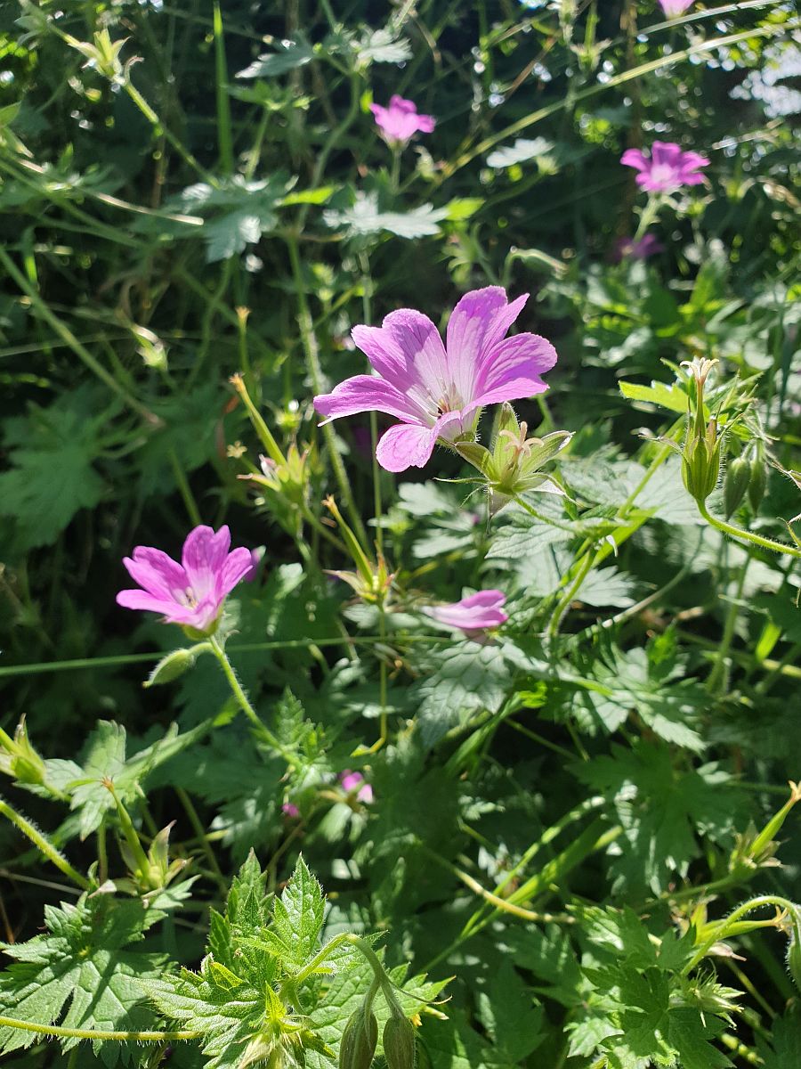 Geranium x oxonianum (door Hanneke Waller)