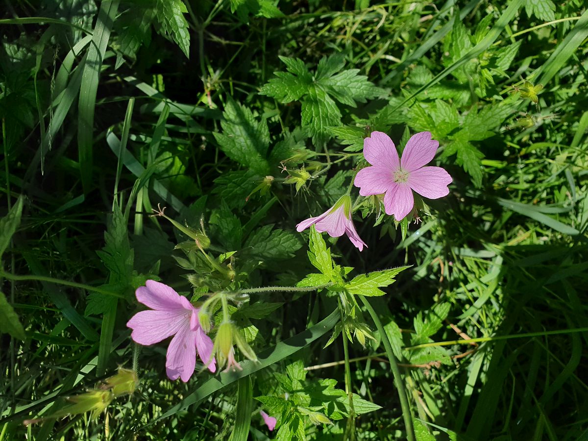 Geranium endressii (door Hanneke Waller)