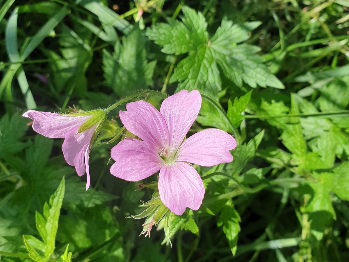 Geranium endressii (door Hanneke Waller)