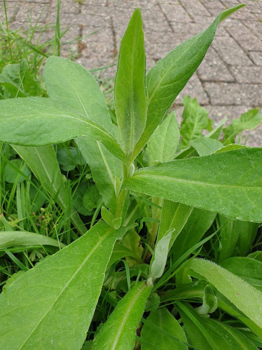 Centaurea montana (door Hanneke Waller)