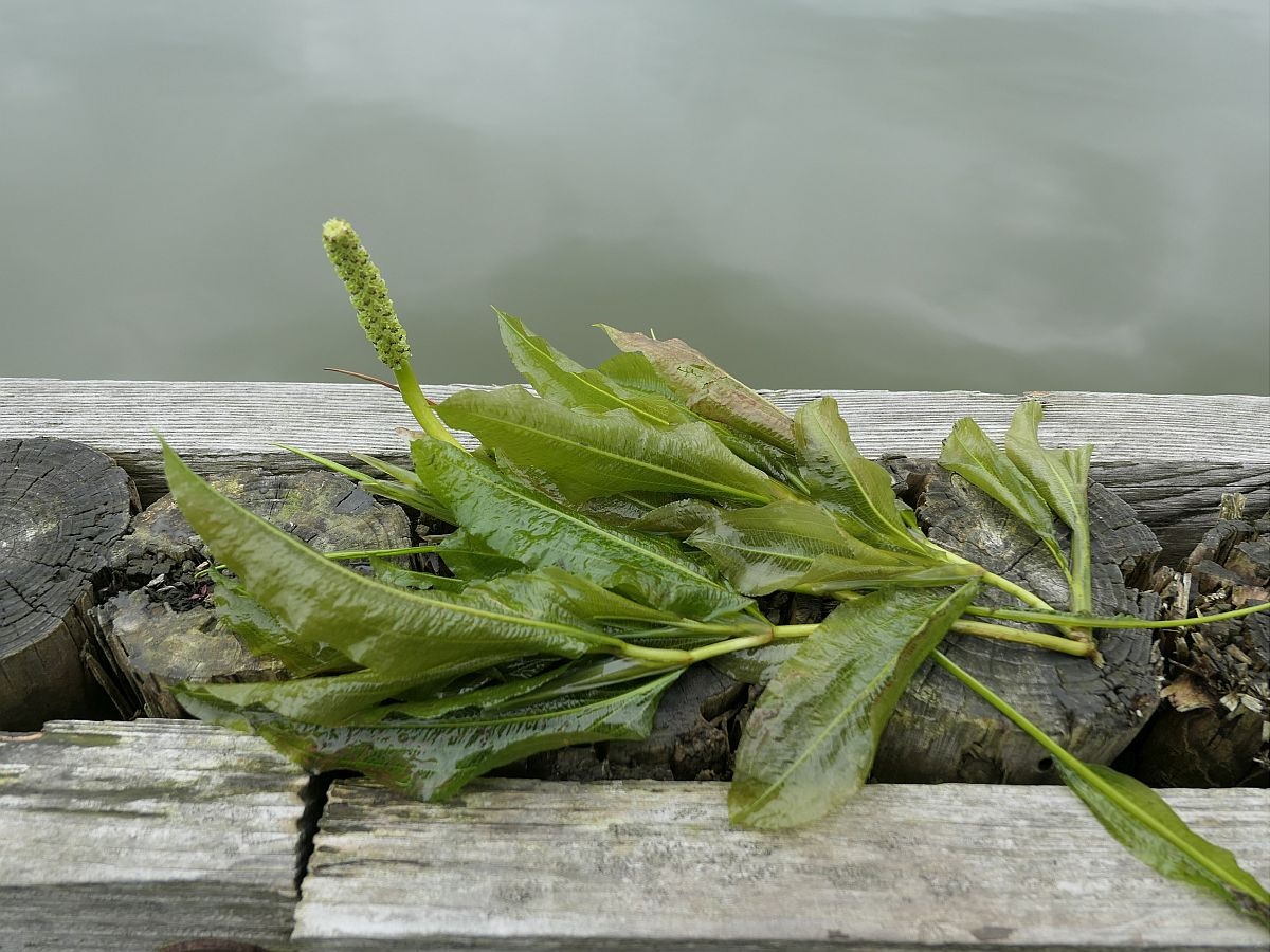 Potamogeton lucens (door Hanneke Waller)