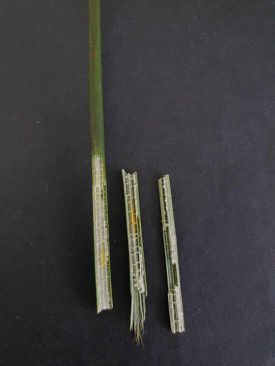 Schoenoplectus lacustris (door Hanneke Waller)