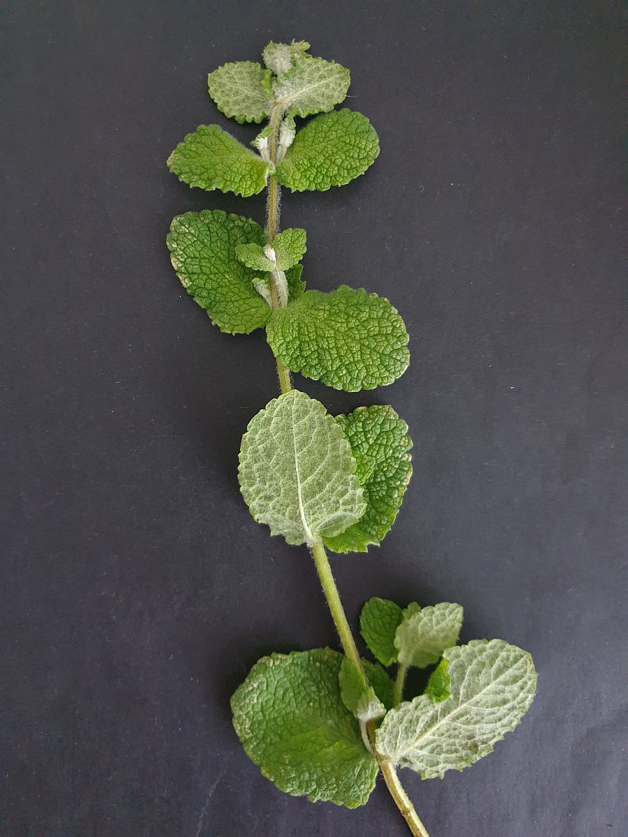 Mentha suaveolens (door Hanneke Waller)