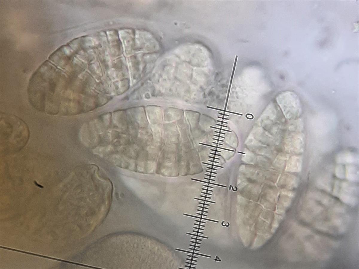 Polyblastia albida (door Guido Berger)