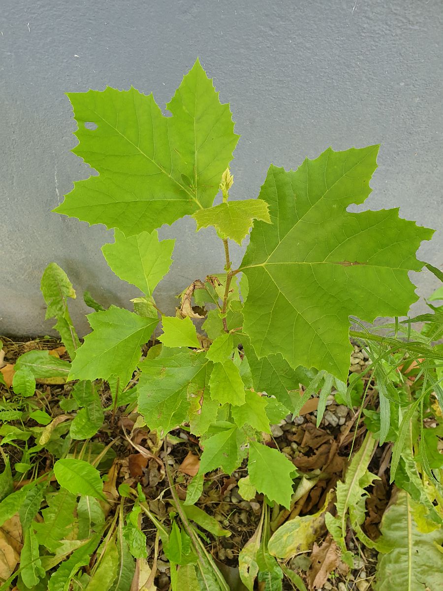 Platanus x hispanica (door Hanneke Waller)