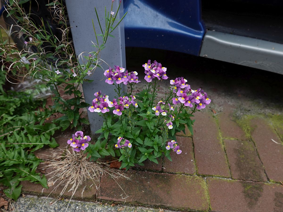 Nemesia fruticans (door Hanneke Waller)