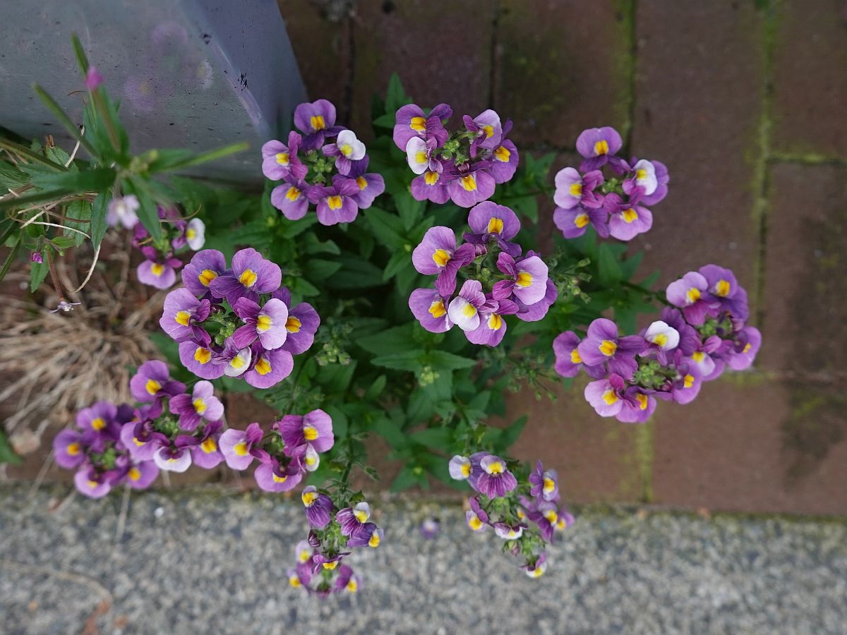 Nemesia fruticans (door Hanneke Waller)