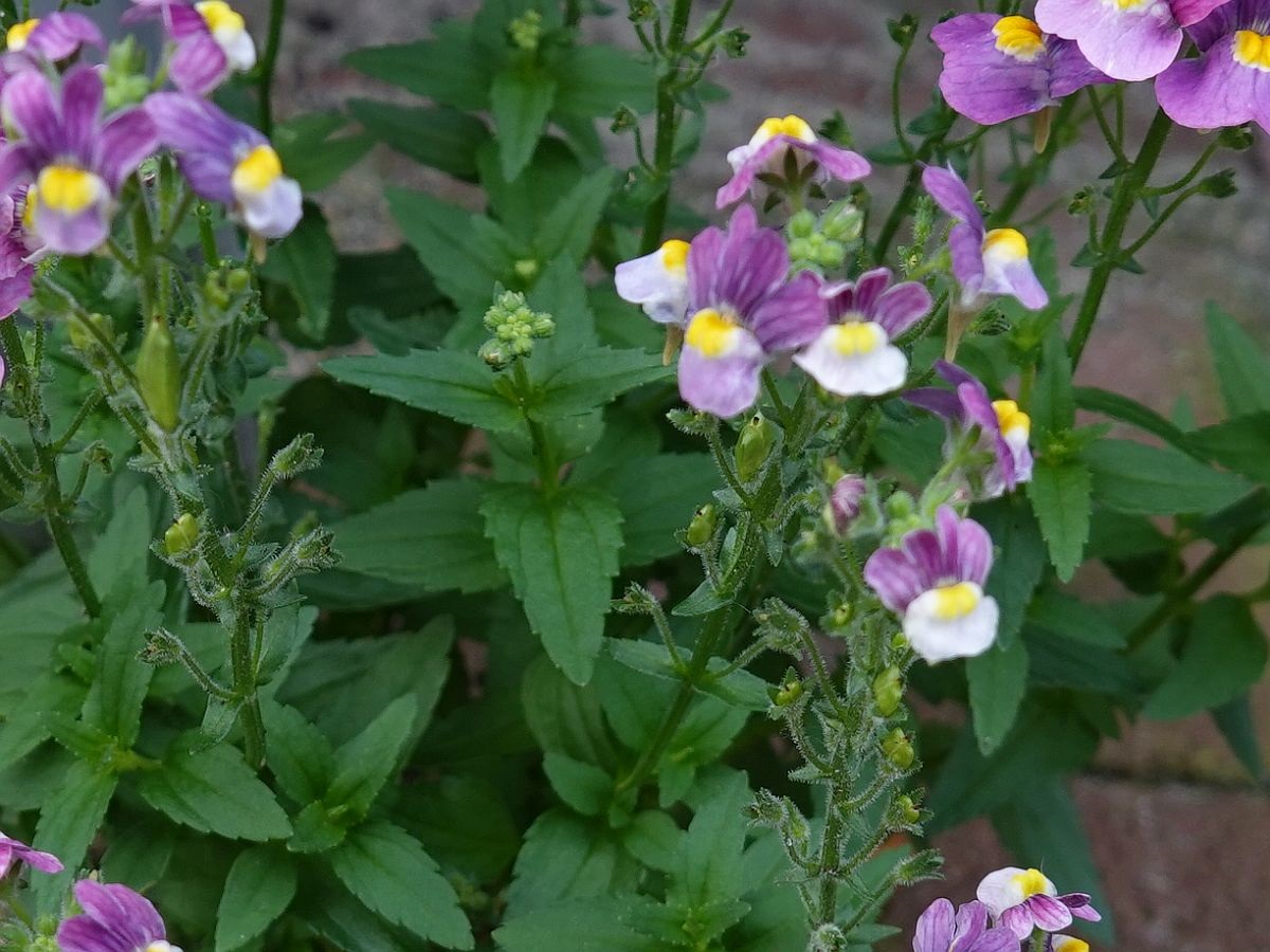 Nemesia fruticans (door Hanneke Waller)