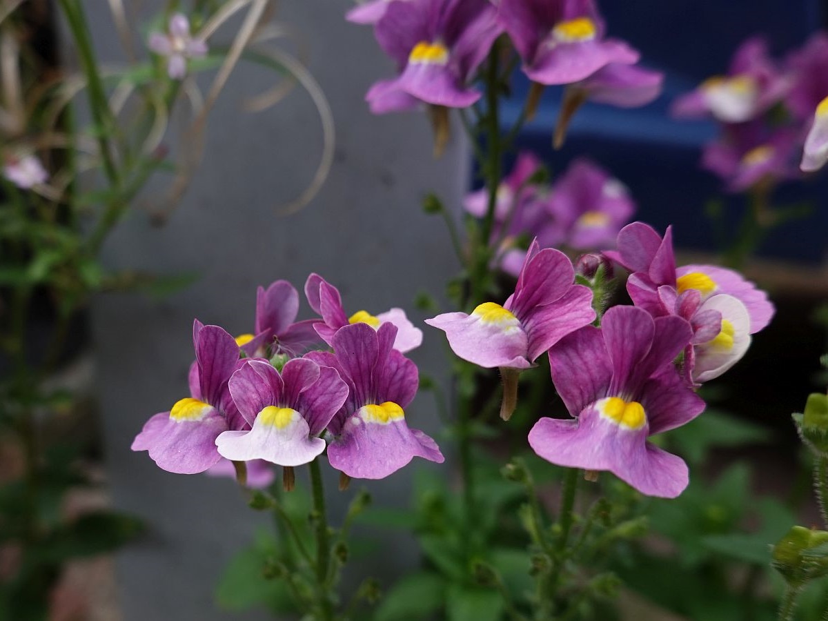 Nemesia fruticans (door Hanneke Waller)