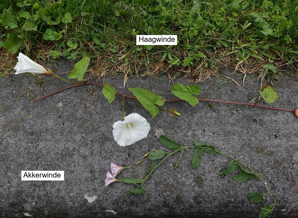Convolvulus arvensis (door Hanneke Waller)