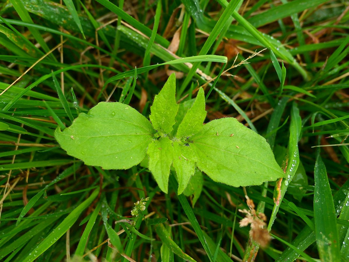 Galinsoga quadriradiata (door Hanneke Waller)