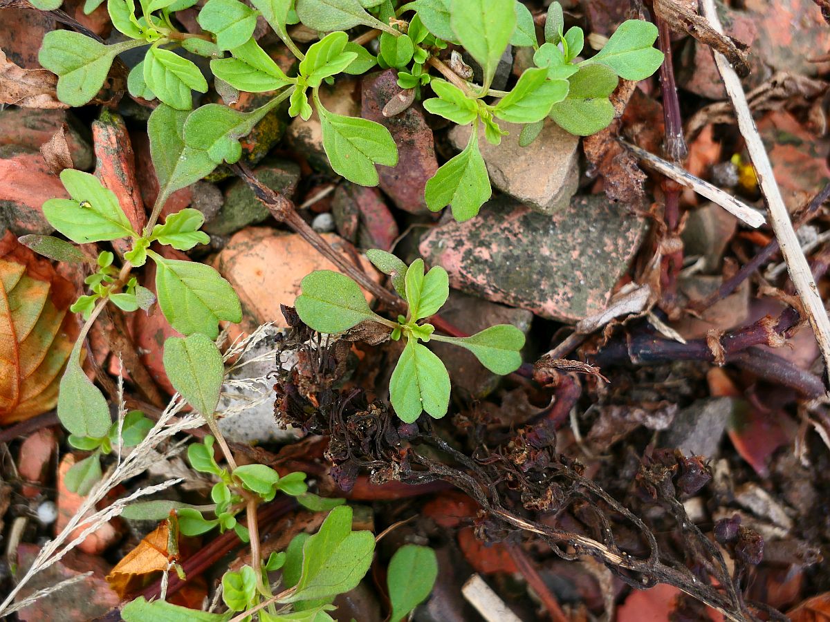 Amaranthus blitum (door Hanneke Waller)