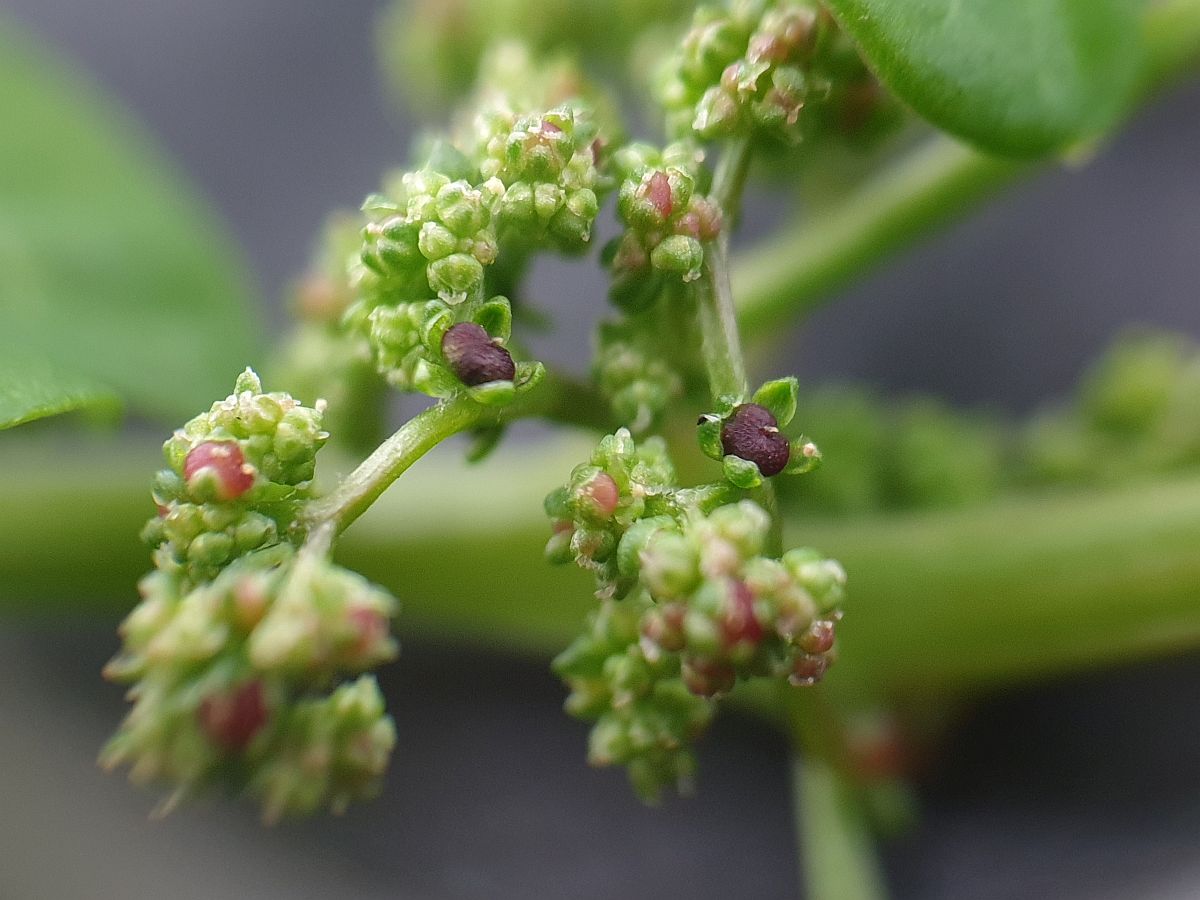 Lipandra polysperma (door Hanneke Waller)