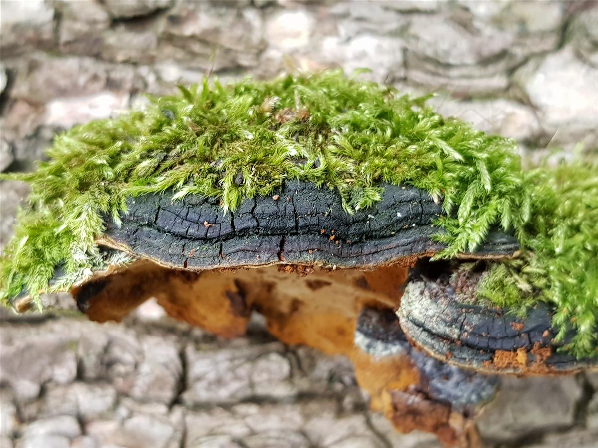 Phellinus conchatus (door Loes van Gorp)