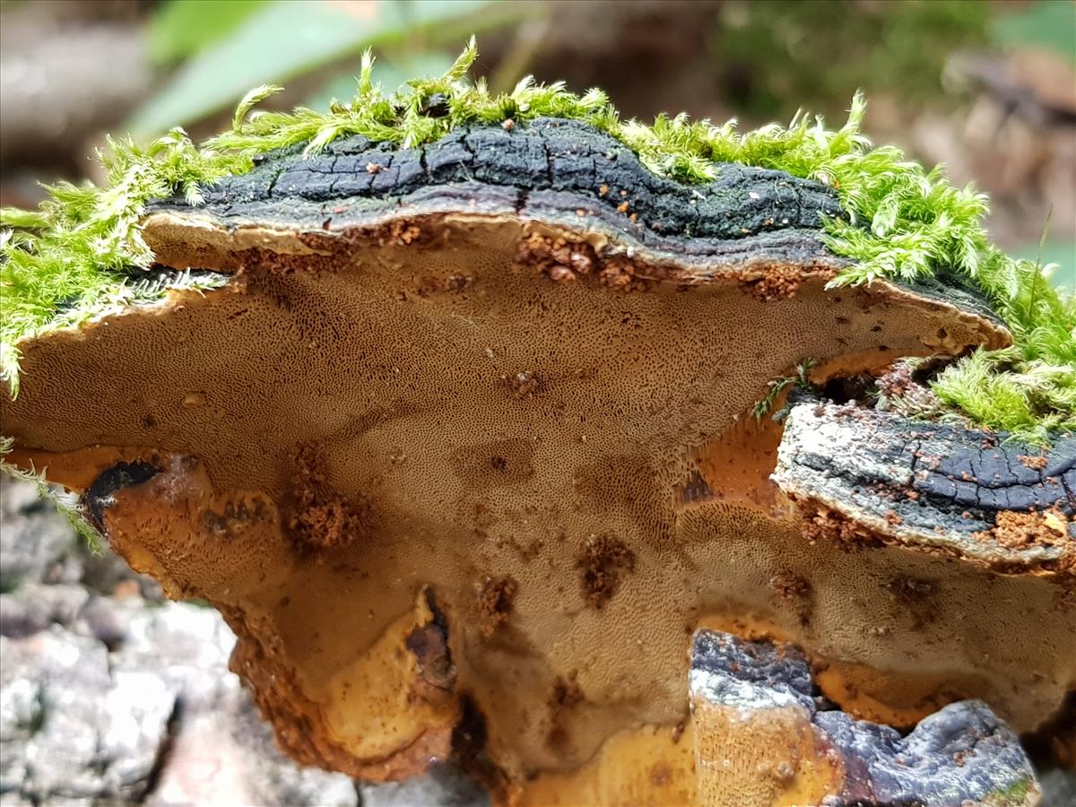 Phellinus conchatus (door Loes van Gorp)