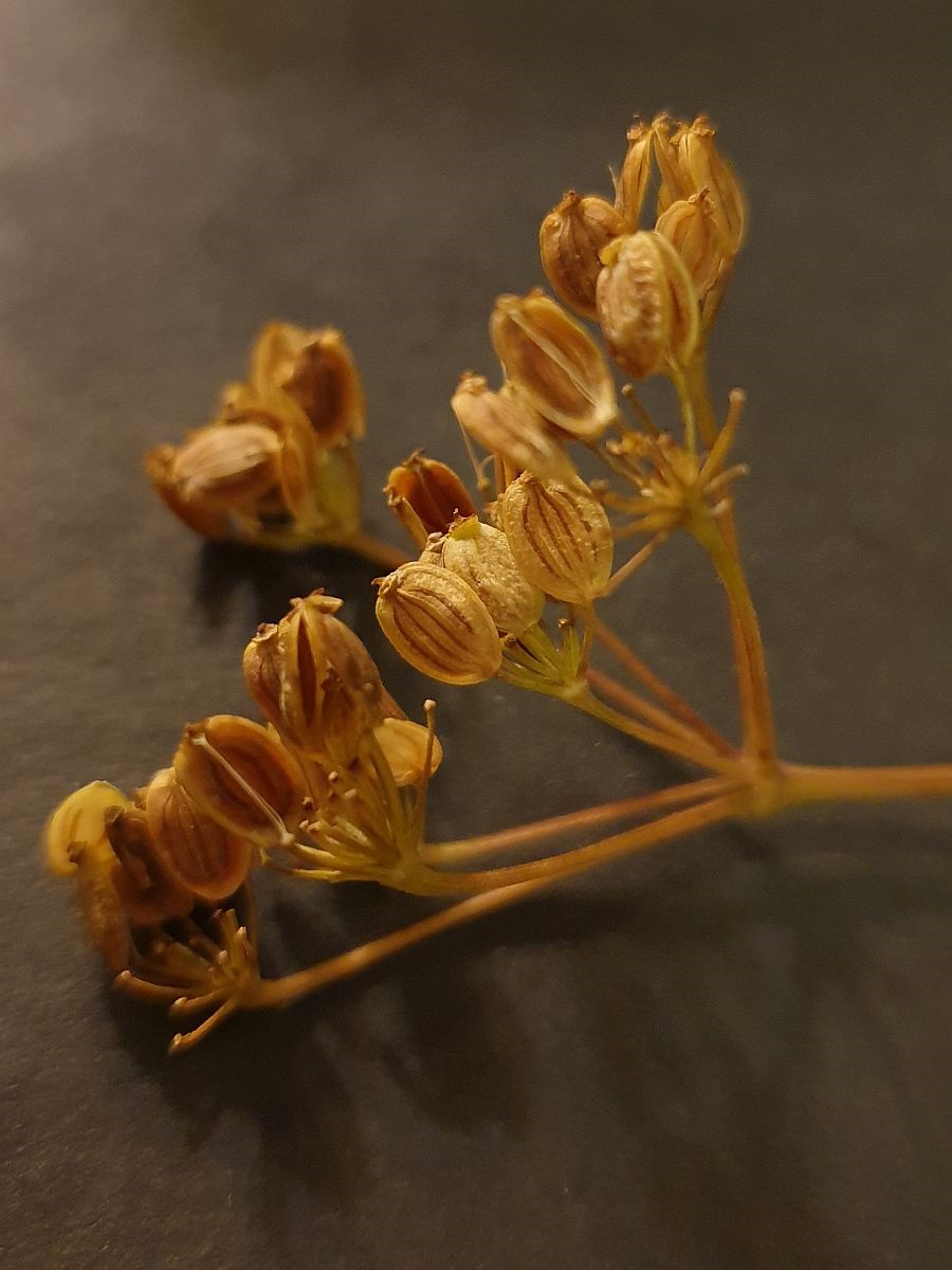 Pastinaca sativa subsp. urens (door Hanneke Waller)