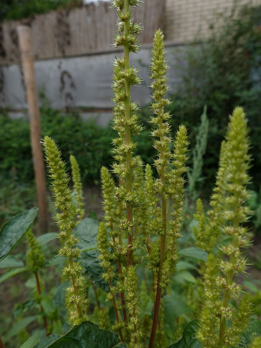 Amaranthus hybridus subsp. hybridus (door Hanneke Waller)