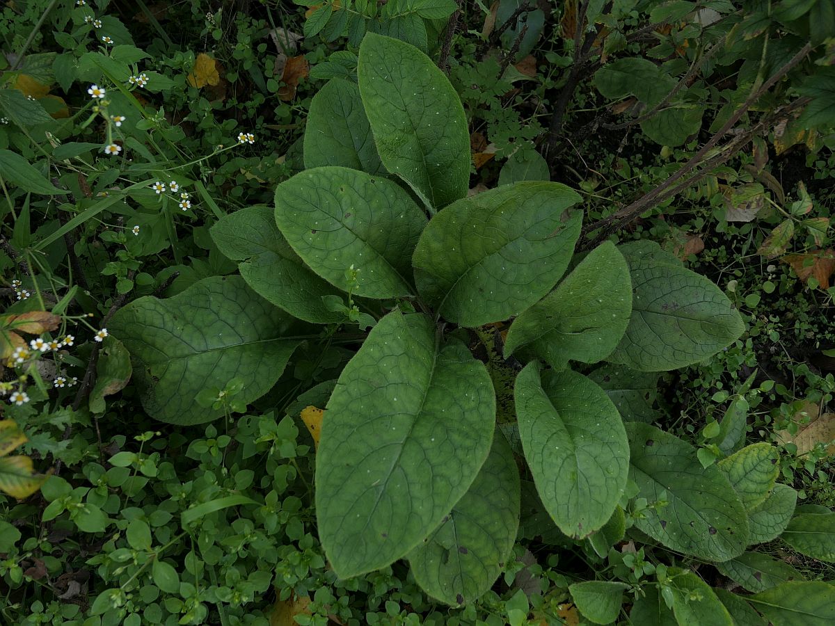 Pentaglottis sempervirens (door Hanneke Waller)