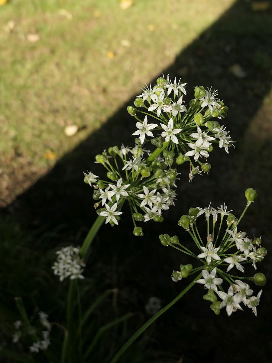 Allium ramosum (door Hanneke Waller)