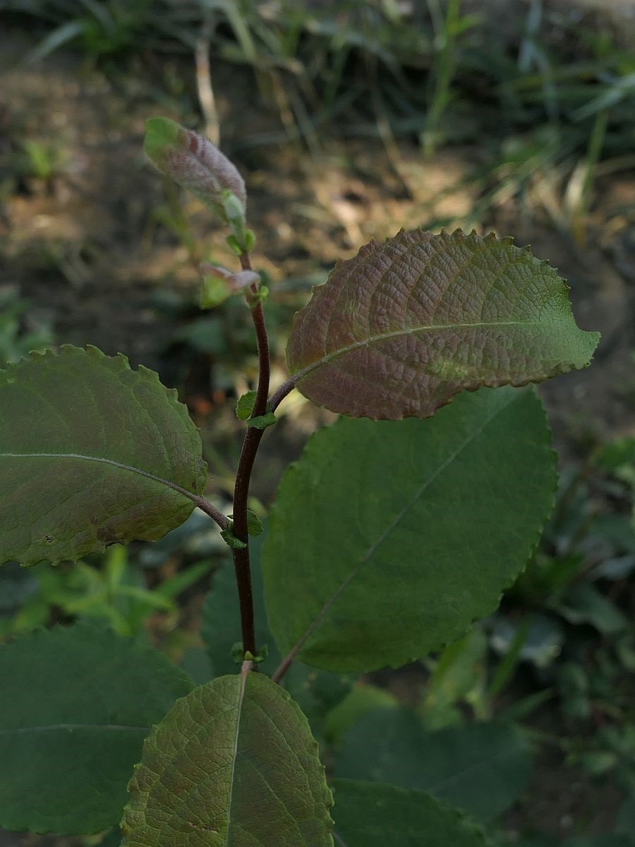 Salix caprea (door Hanneke Waller)