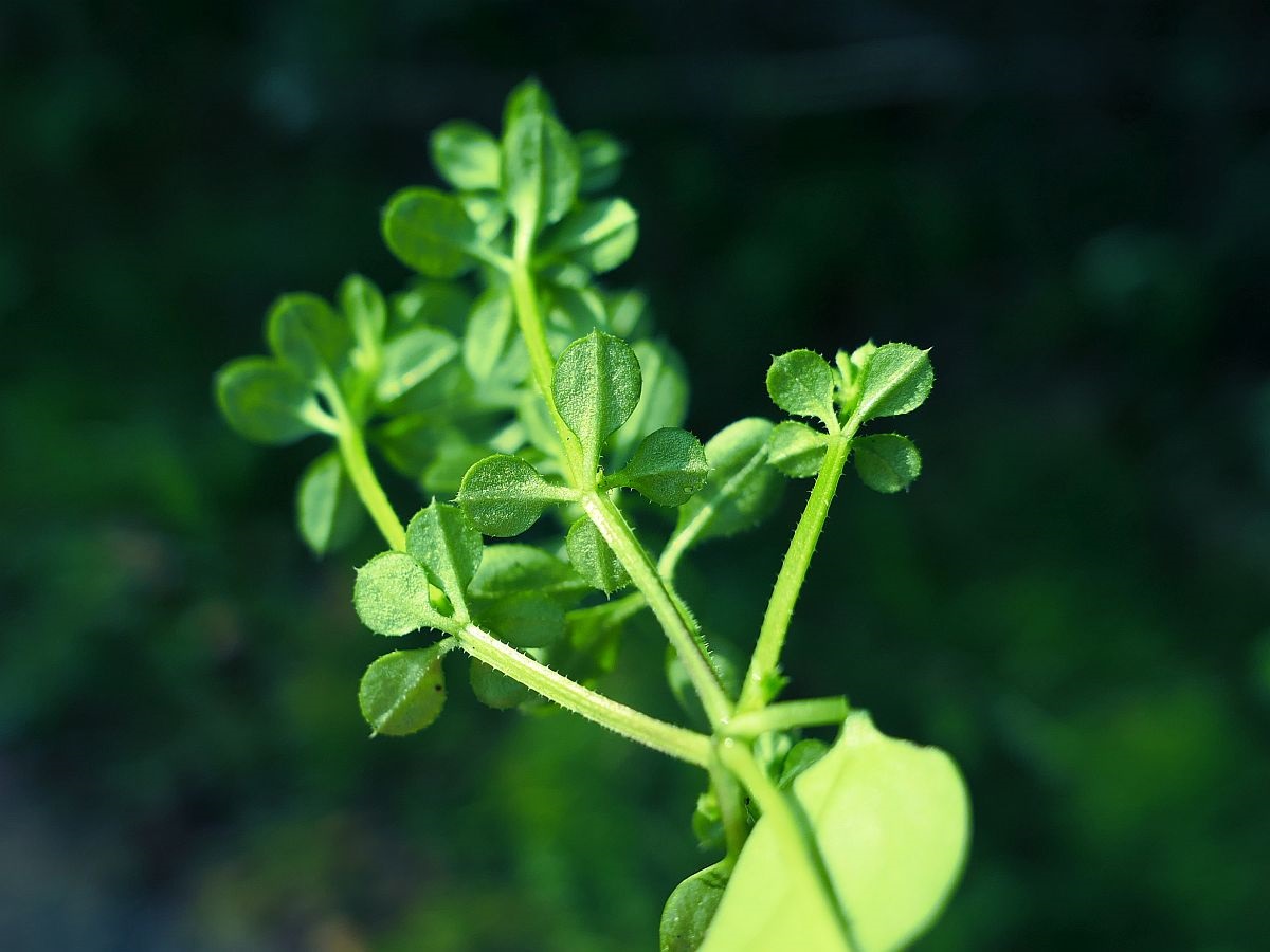 Galium aparine (door Hanneke Waller)