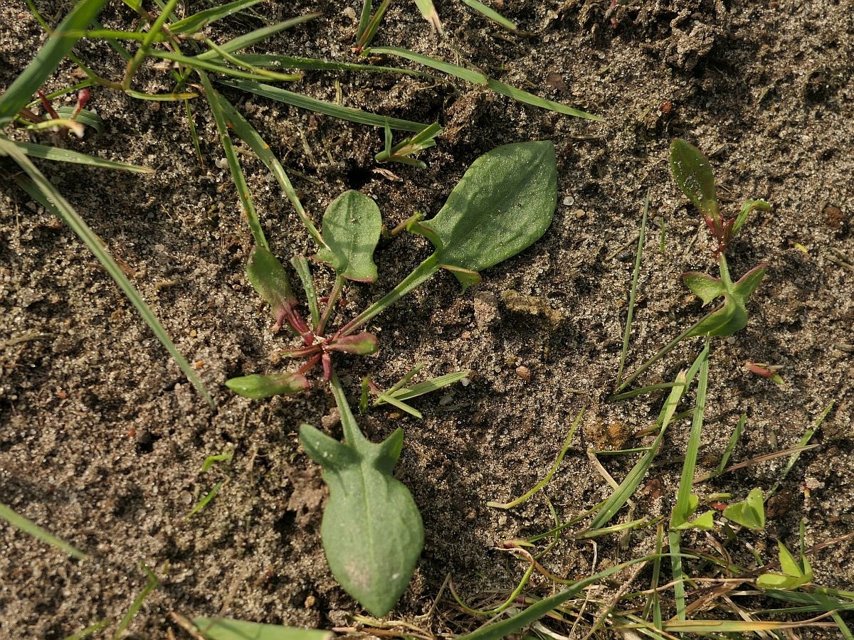 Rumex acetosella (door Hanneke Waller)