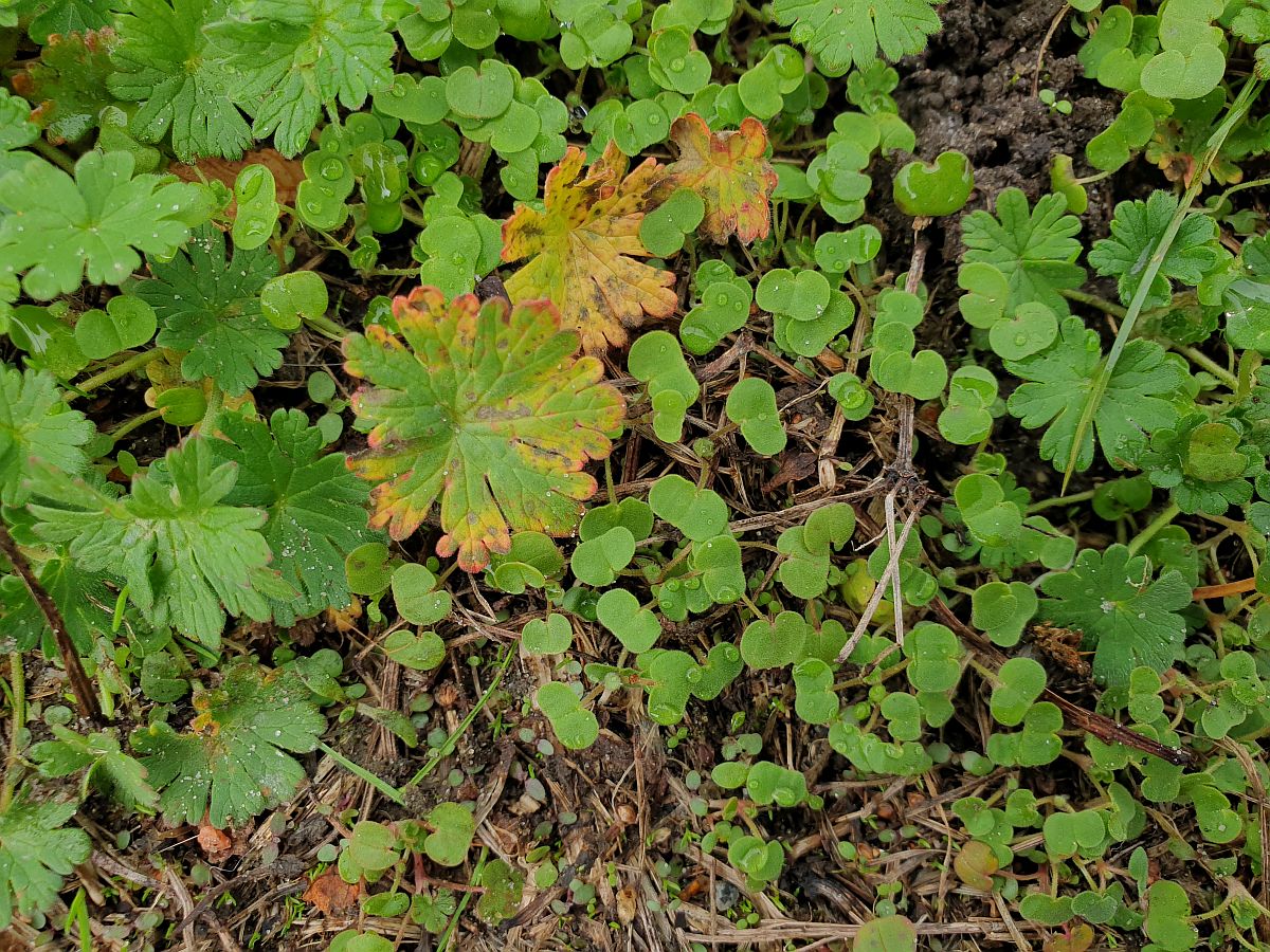 Geranium pusillum (door Hanneke Waller)