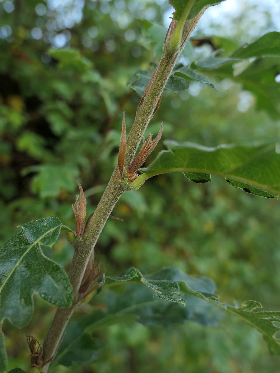 Quercus cerris (door Hanneke Waller)