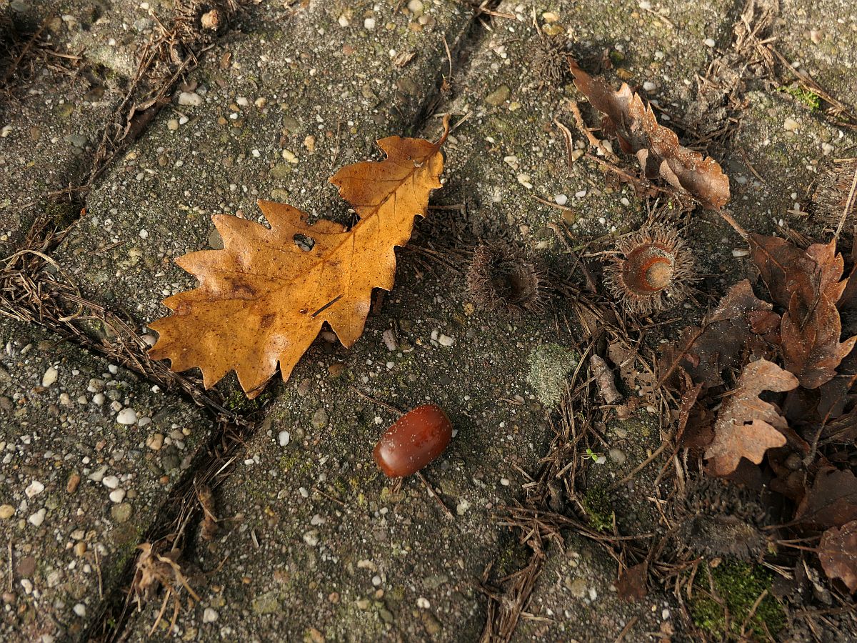 Quercus cerris (door Hanneke Waller)