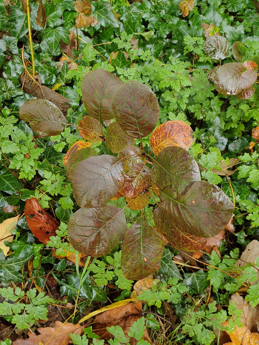 Cotinus coggygria (door Hanneke Waller)