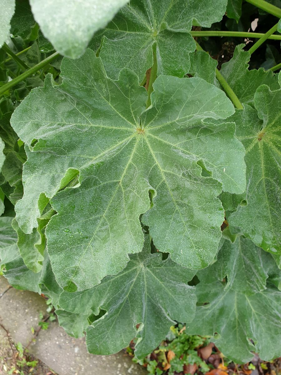 Malva arborea (door Hanneke Waller)