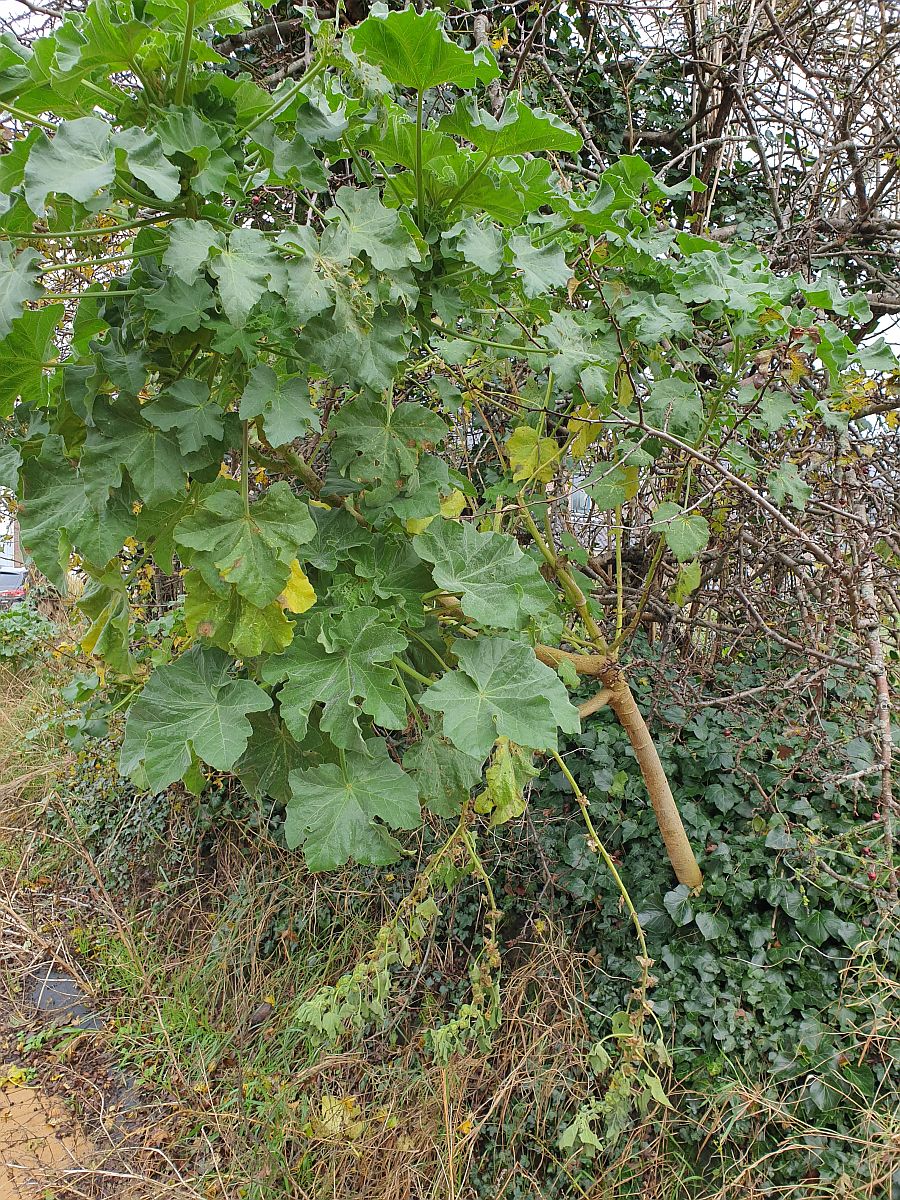 Malva arborea (door Hanneke Waller)