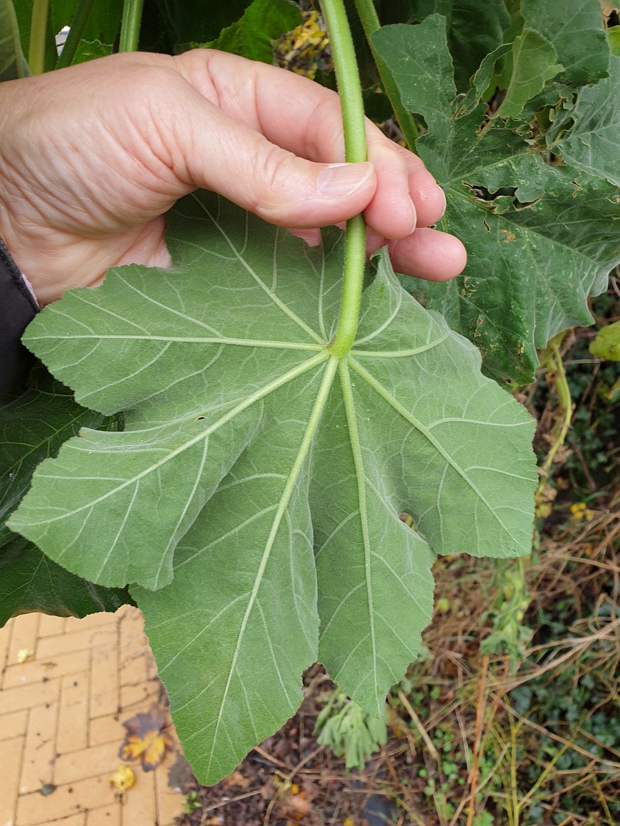 Malva arborea (door Hanneke Waller)