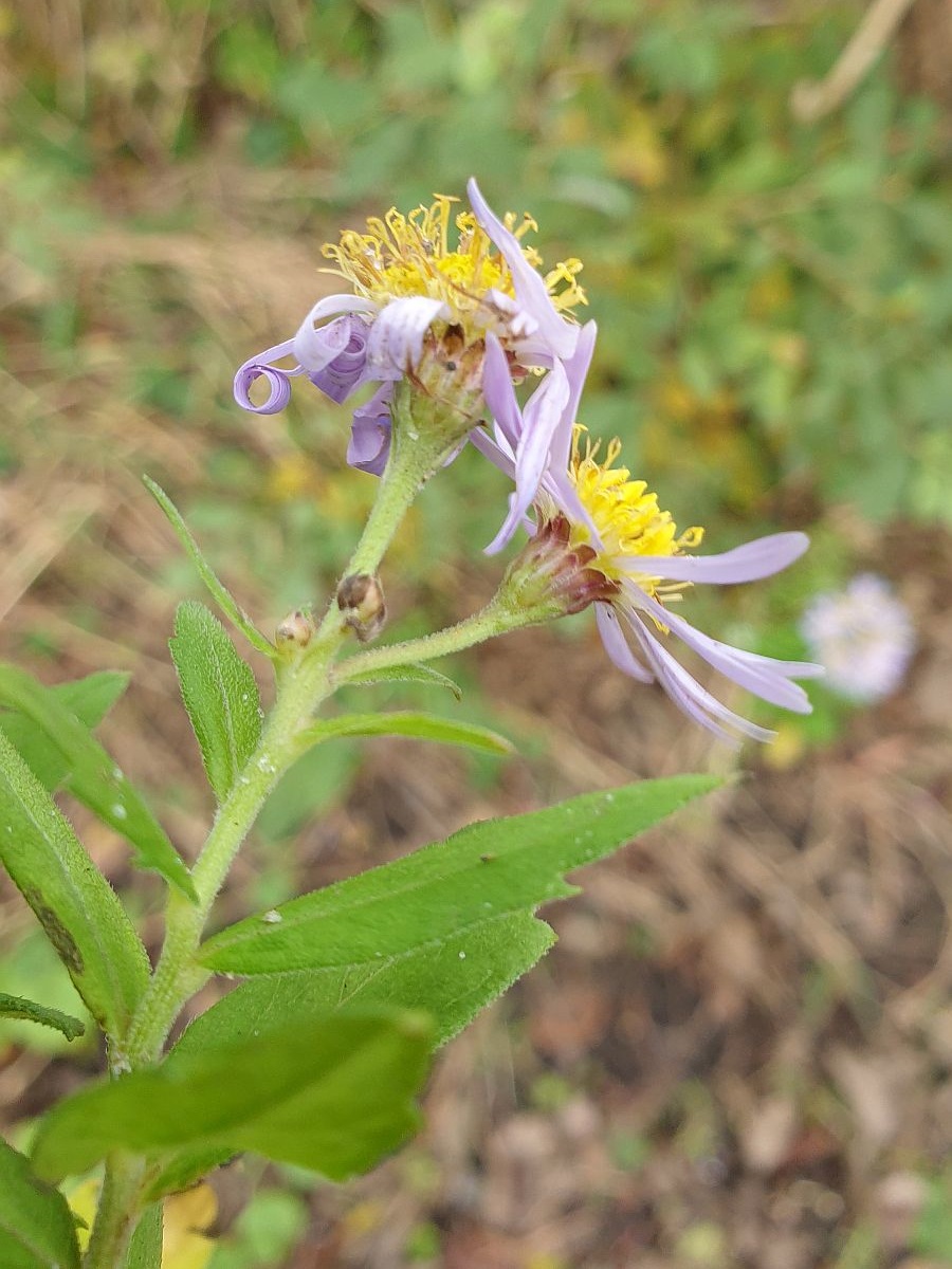 Aster ageratoides (door Hanneke Waller)