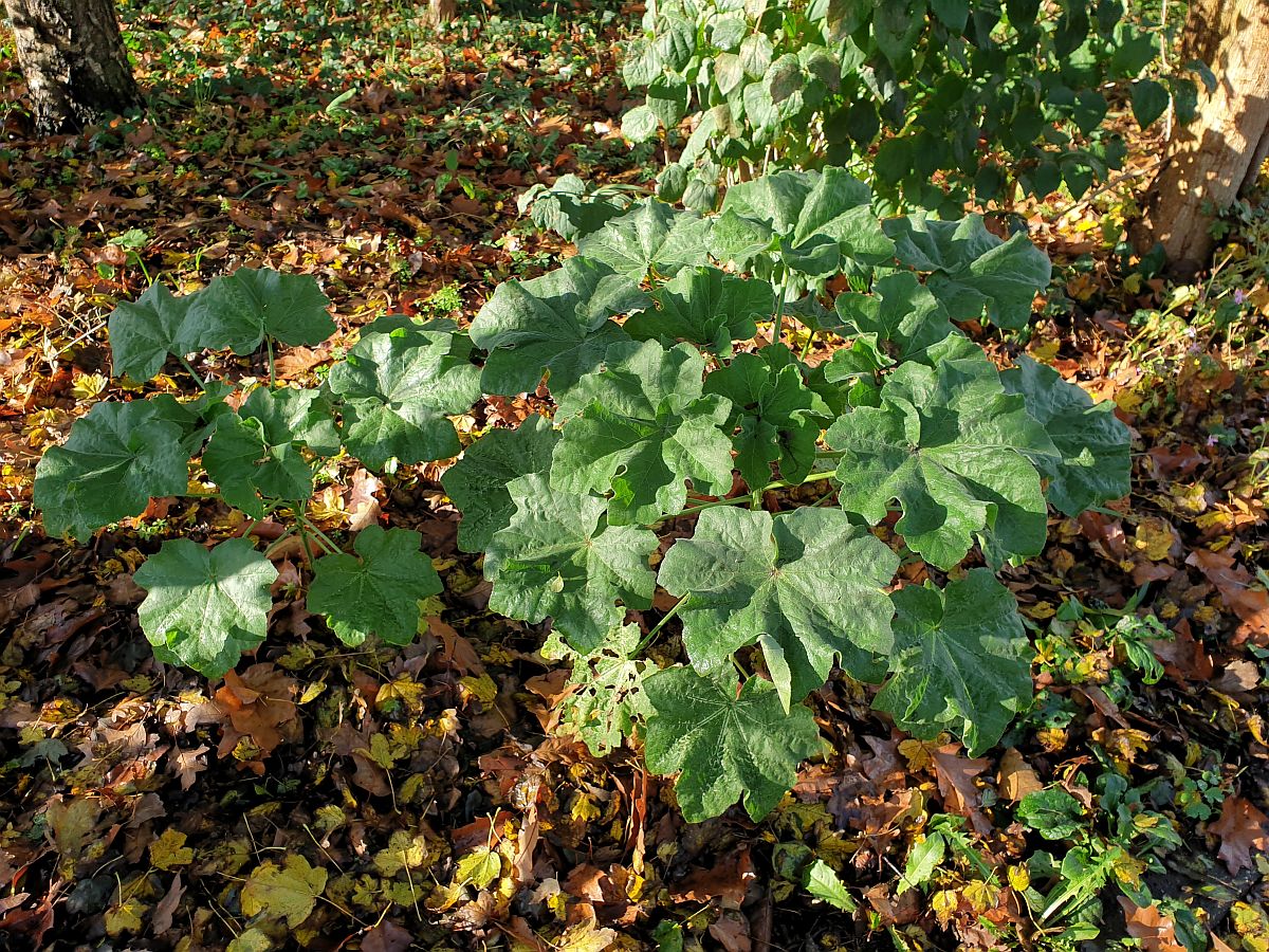 Malva arborea (door Hanneke Waller)