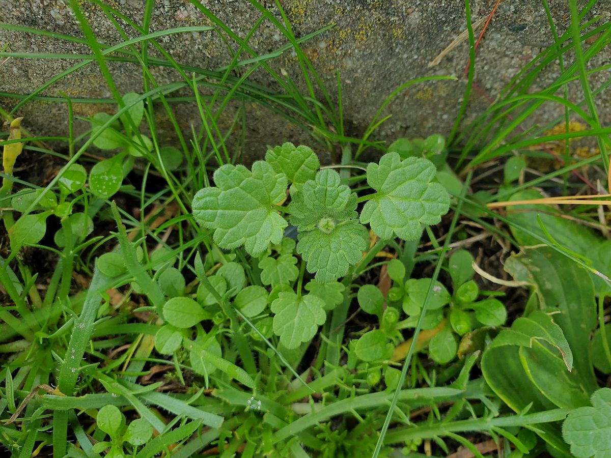 Lamium amplexicaule (door Hanneke Waller)