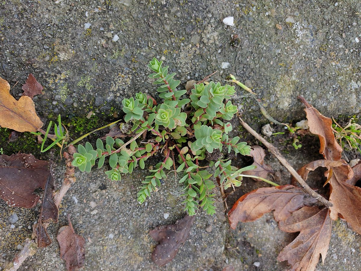 Hypericum olympicum (door Hanneke Waller)