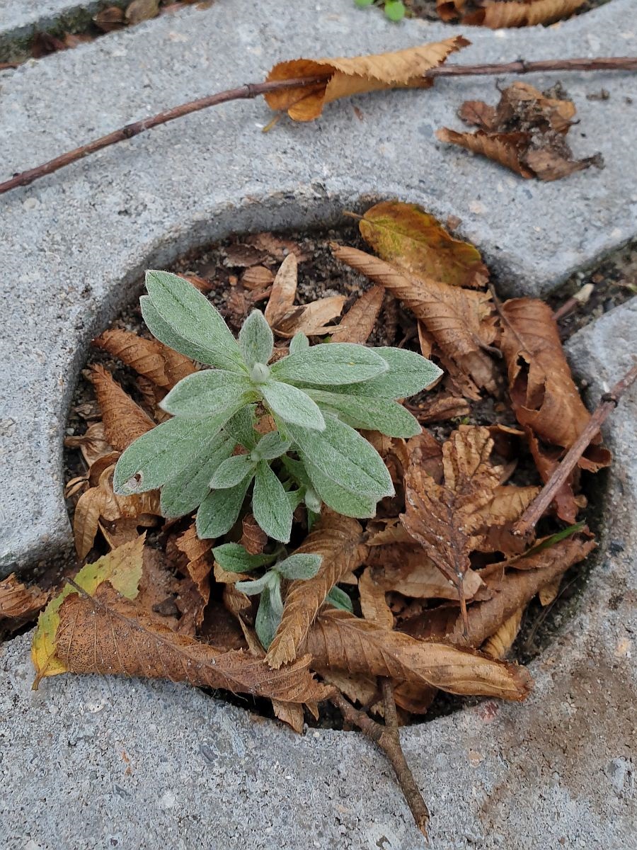 Cerastium tomentosum (door Hanneke Waller)