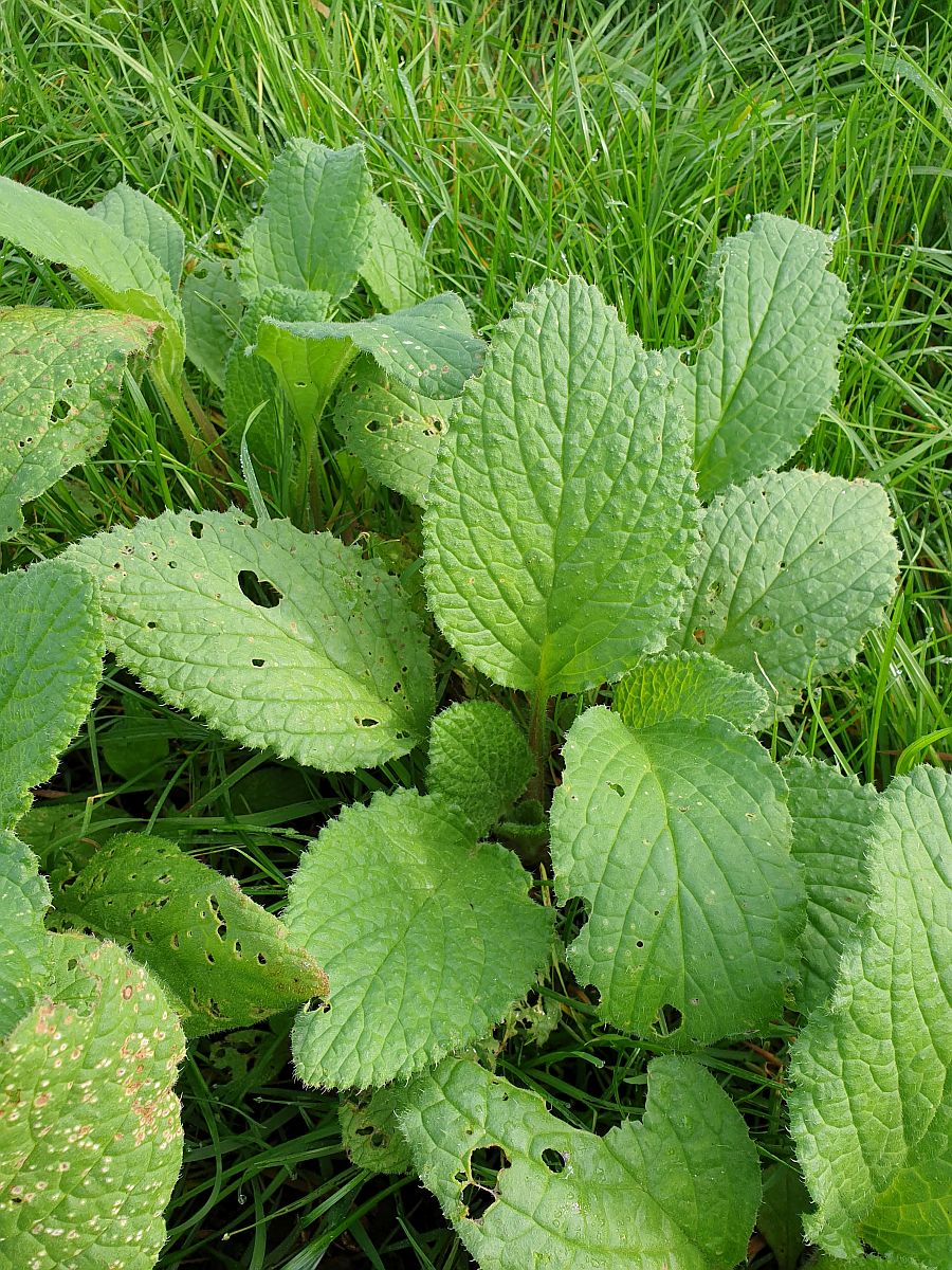 Borago officinalis (door Hanneke Waller)