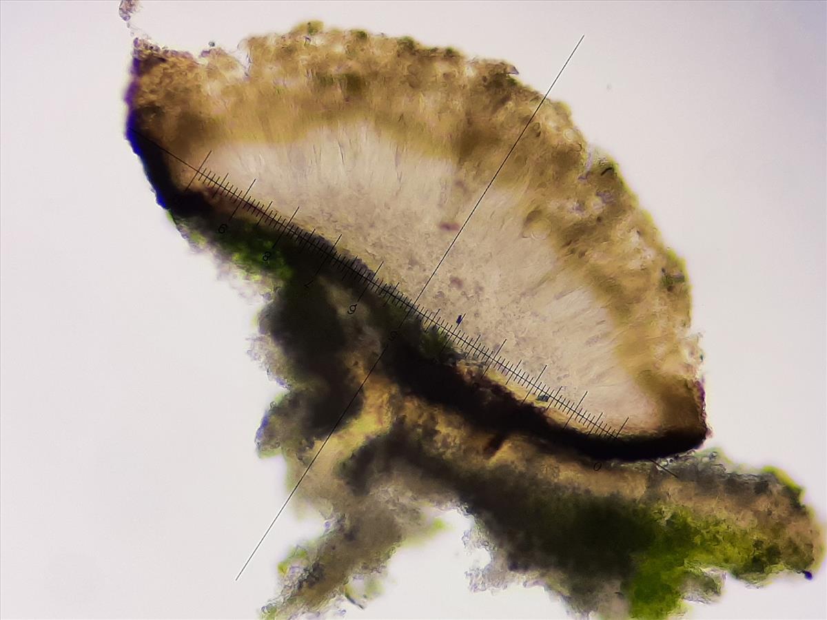 Acarospora versicolor (door Guido Berger)