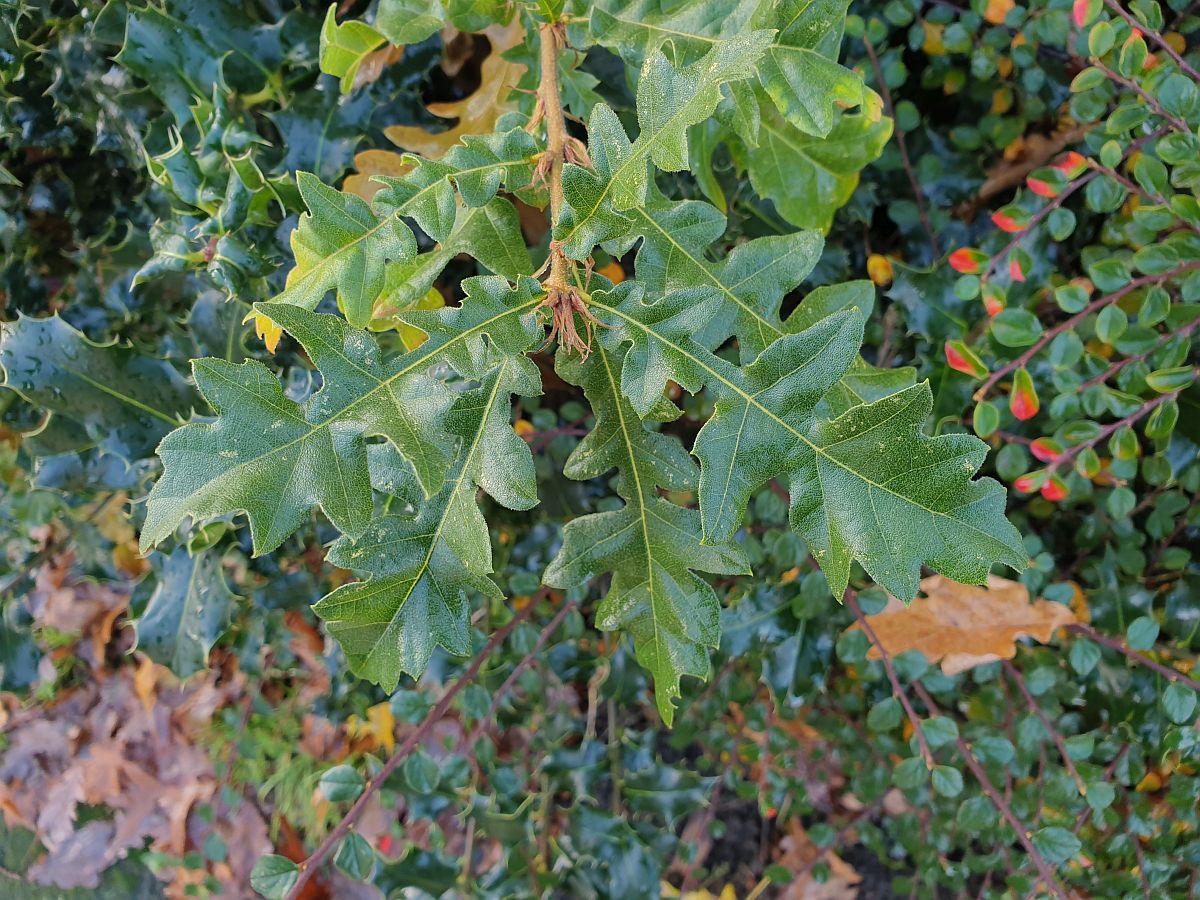 Quercus cerris (door Hanneke Waller)