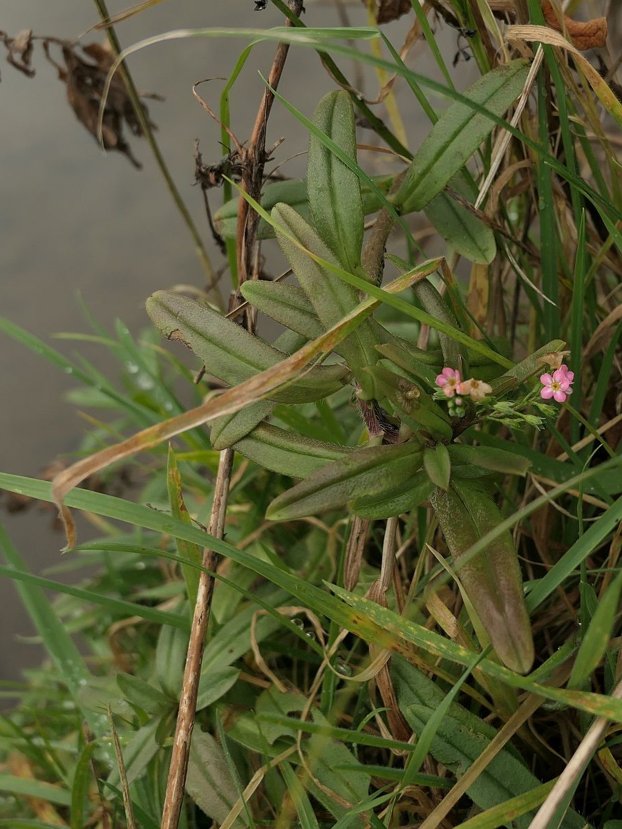 Myosotis scorpioides subsp. scorpioides (door Hanneke Waller)