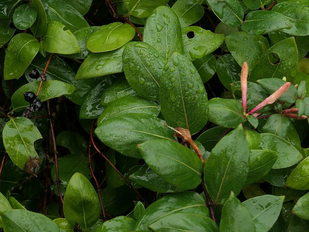 Lonicera japonica (door Hanneke Waller)