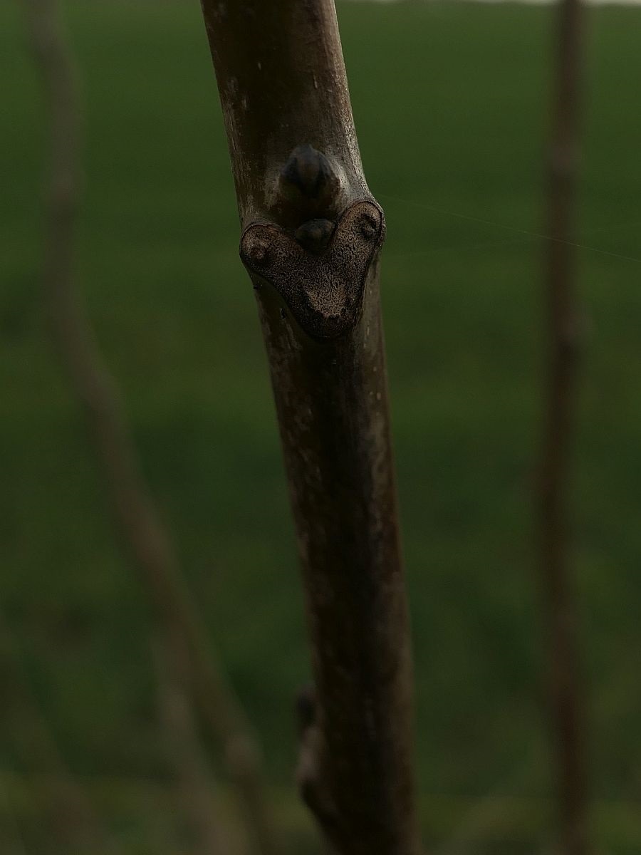 Juglans regia (door Hanneke Waller)